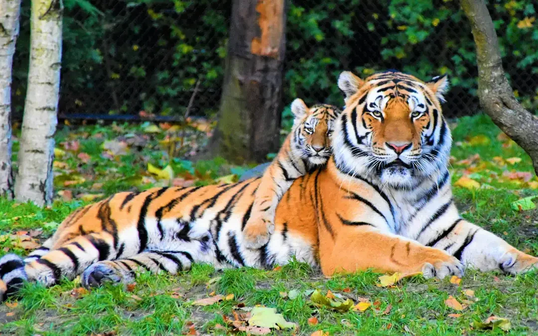 ZOO Hodonín